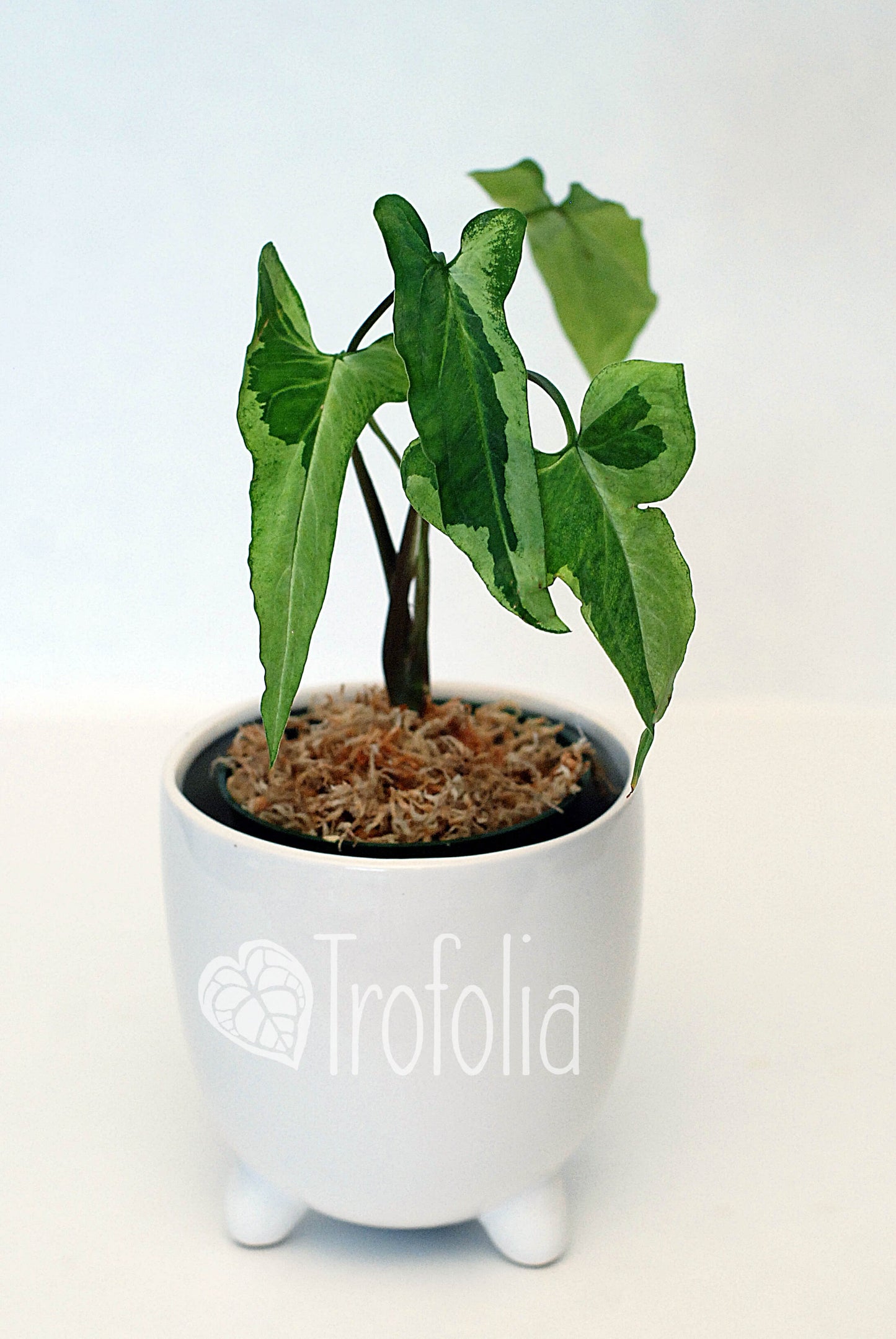 Syngonium Podophyllum Variegata 'Three Kings' - Trofolia