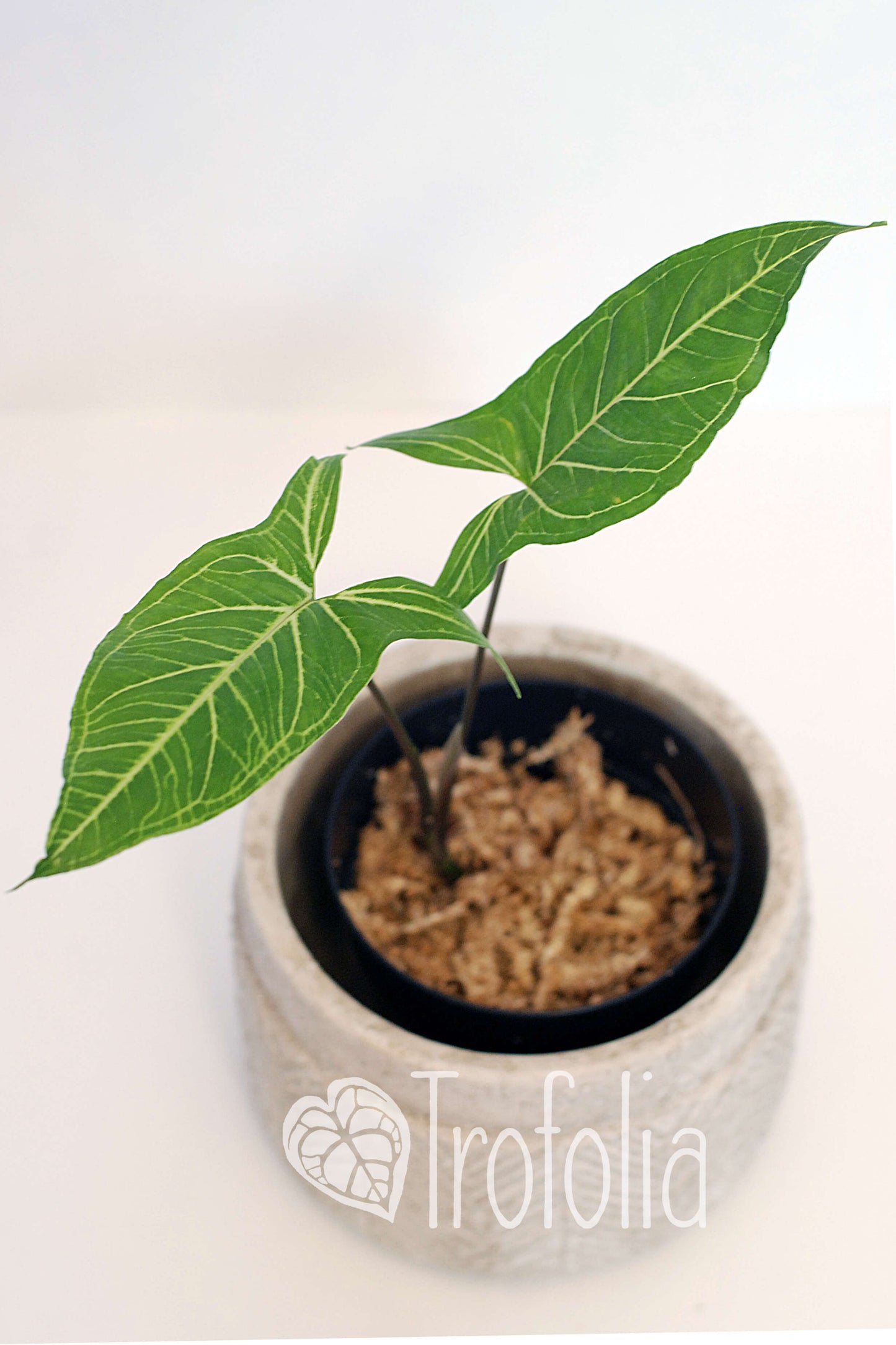 Syngonium Podophyllum "Renoir" - Trofolia