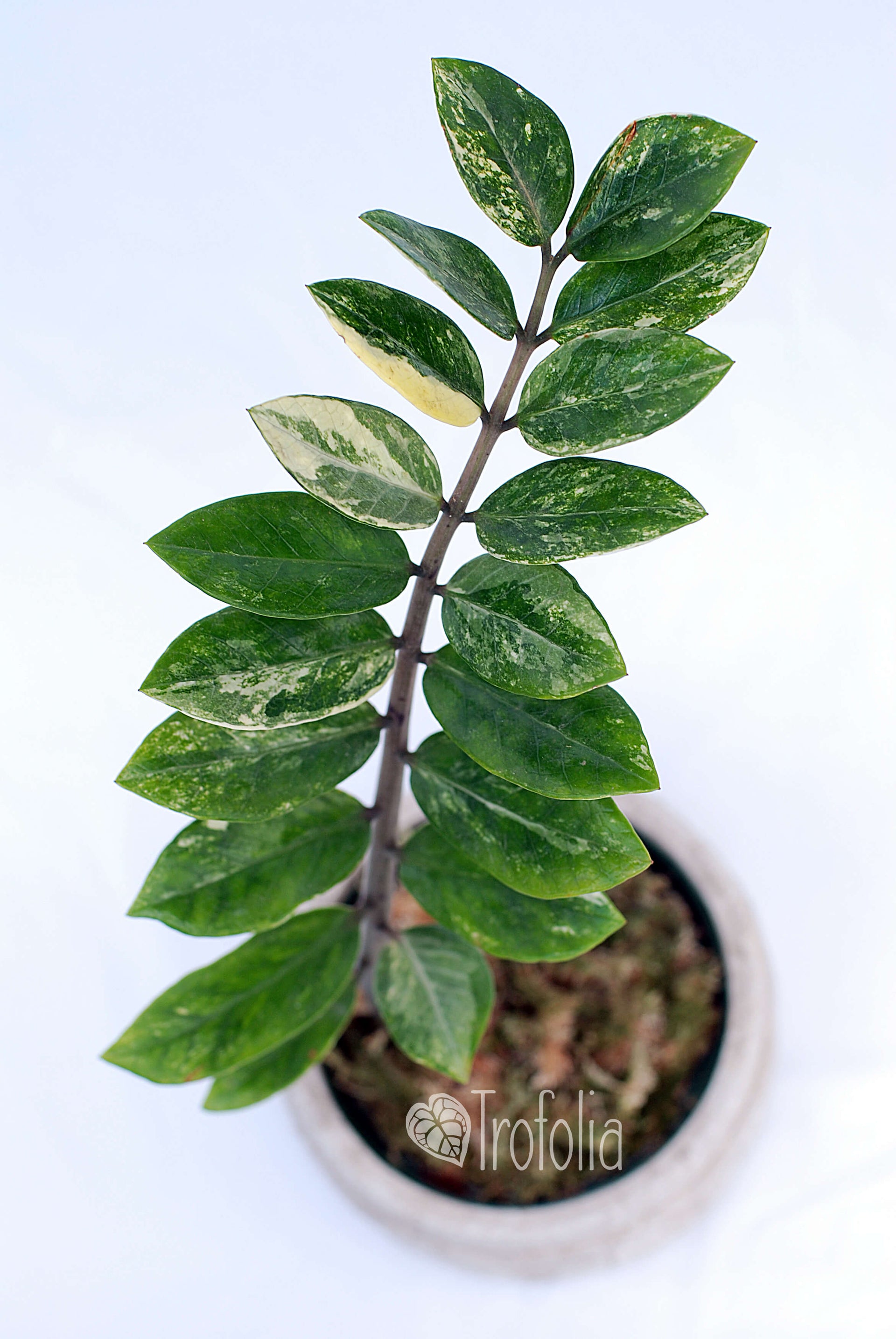 zz variegata ZZ Variegata – Trofolia