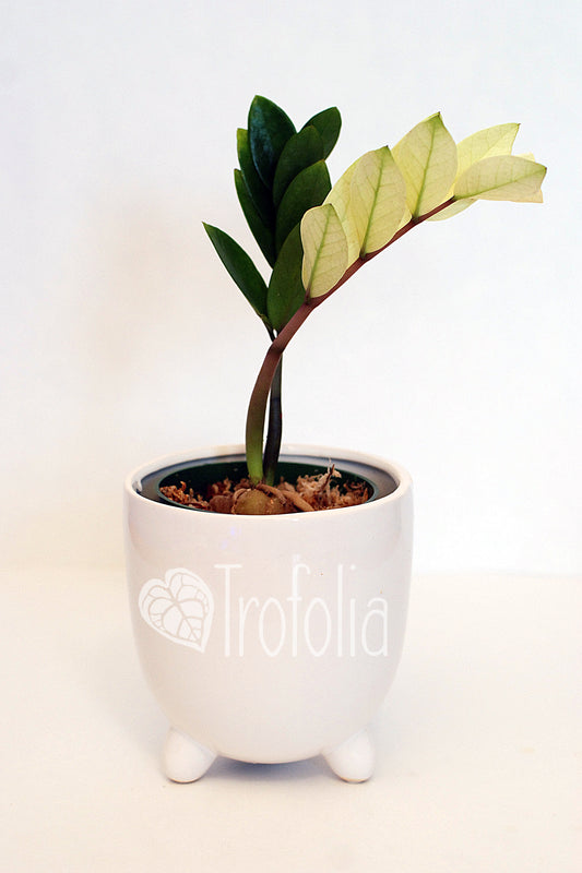 ZZ Variegata 'White Tops' - Trofolia